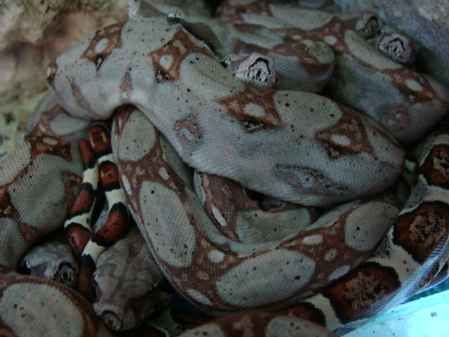 Giant-snakes-boas-pythons